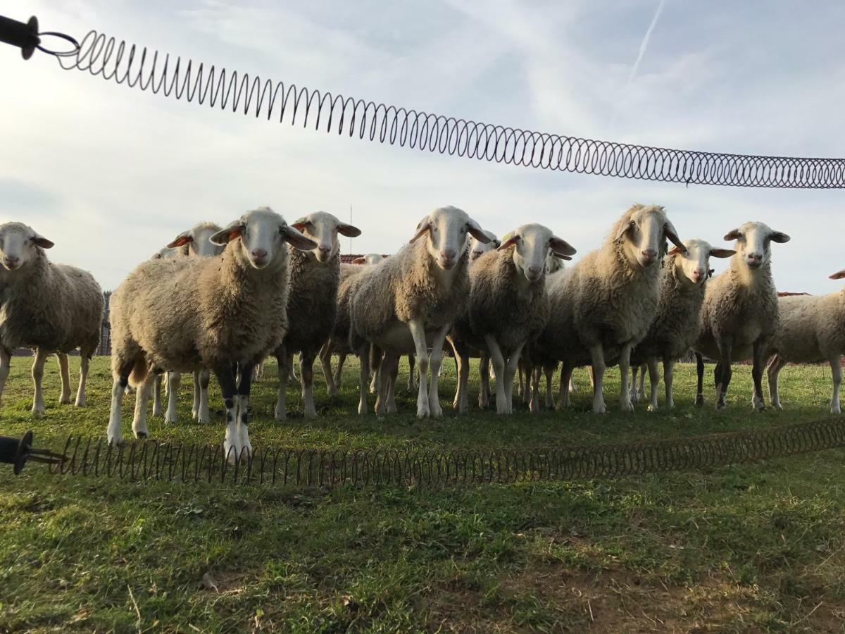 Tourist Farm Artisek Villa Store Eksteriør billede